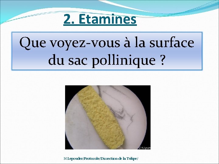 2. Etamines Que voyez-vous à la surface du sac pollinique ? N. Lepouder/Protocole/Dissection de