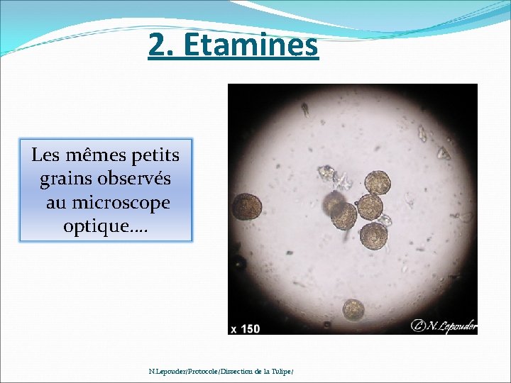 2. Etamines Les mêmes petits grains observés au microscope optique…. N. Lepouder/Protocole/Dissection de la