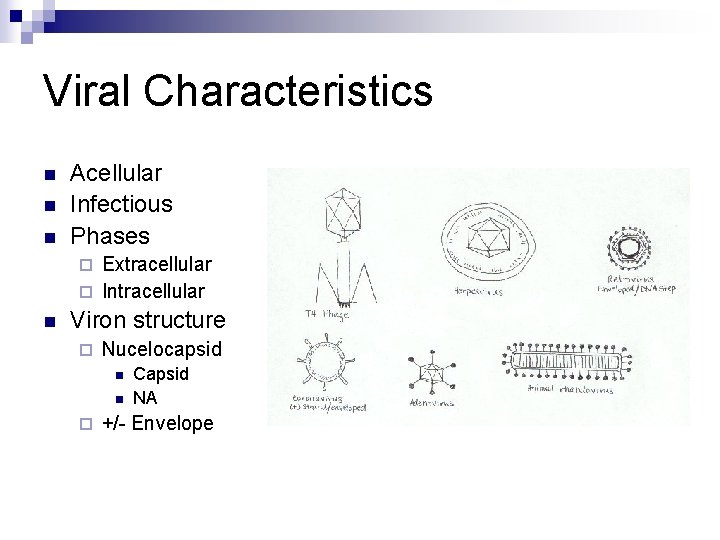 Viral Characteristics n n n Acellular Infectious Phases Extracellular ¨ Intracellular ¨ n Viron