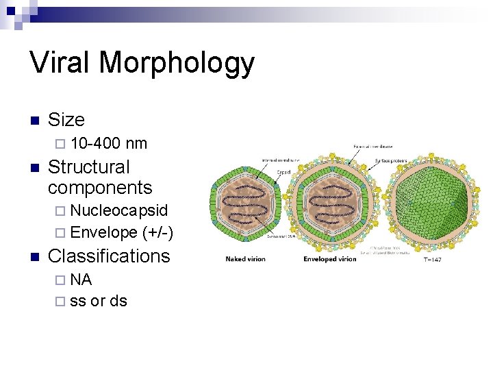 Viral Morphology n Size ¨ 10 -400 n nm Structural components ¨ Nucleocapsid ¨