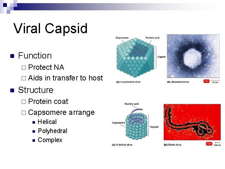 Viral Capsid n Function ¨ Protect NA ¨ Aids in transfer to host n