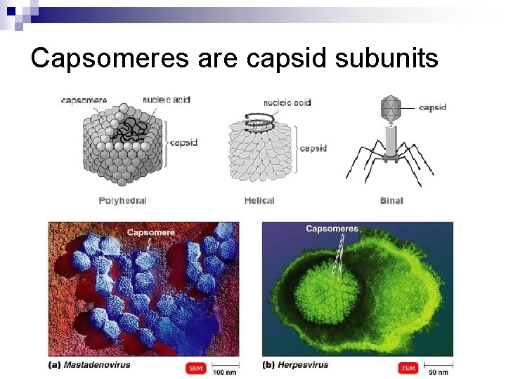 Capsomeres are capsid subunits 