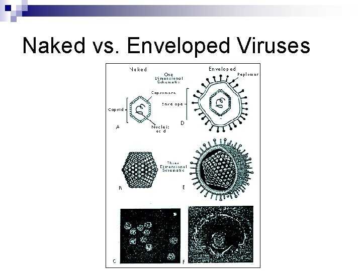 Naked vs. Enveloped Viruses 