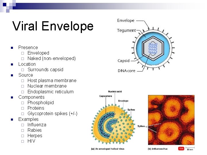 Viral Envelope n n n Presence ¨ Enveloped ¨ Naked (non-enveloped) Location ¨ Surrounds