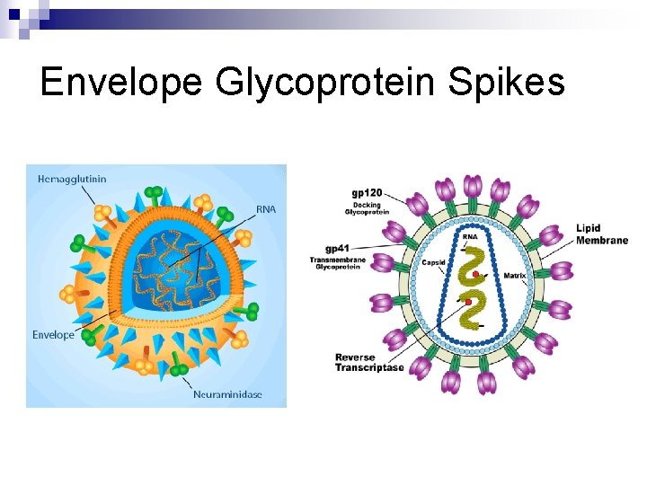 Envelope Glycoprotein Spikes 