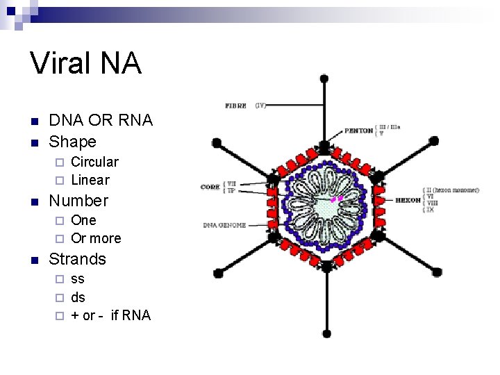 Viral NA n n DNA OR RNA Shape Circular ¨ Linear ¨ n Number