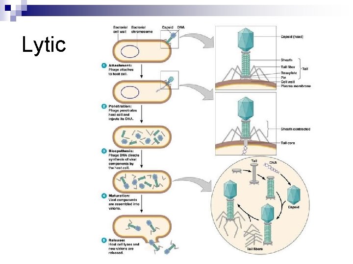 Lytic 