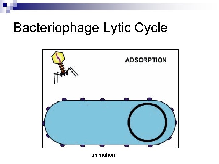 Bacteriophage Lytic Cycle animation 