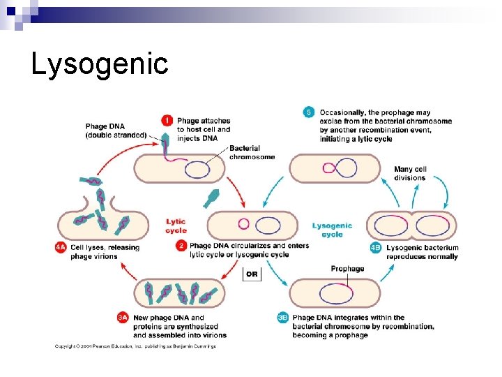 Lysogenic 