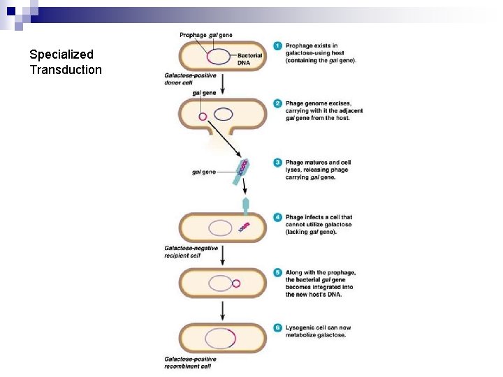 Specialized Transduction 