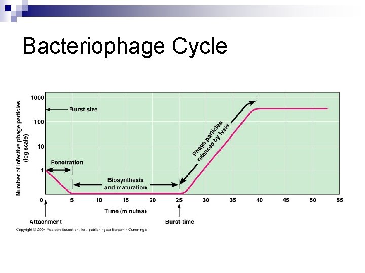 Bacteriophage Cycle 