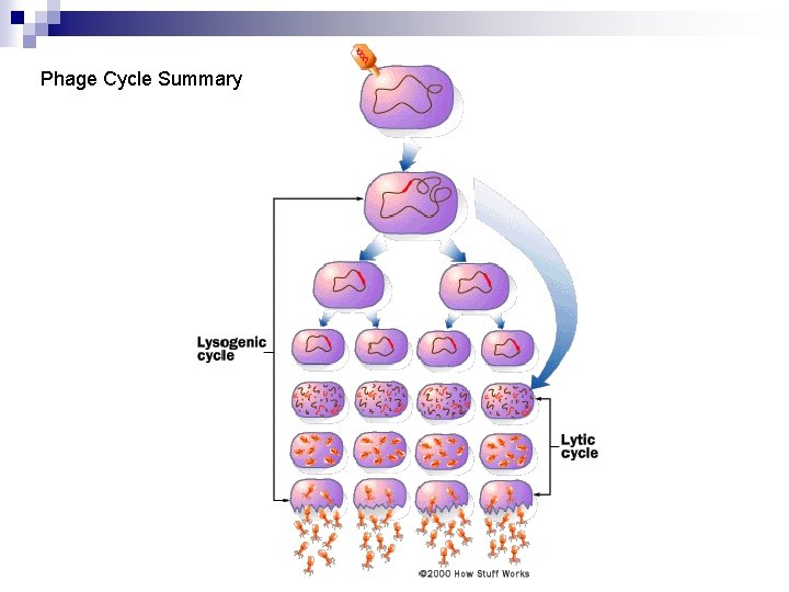 Phage Cycle Summary 