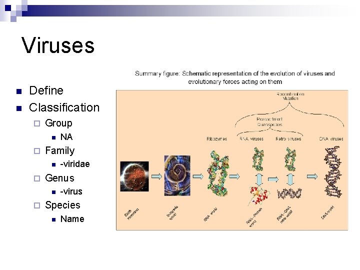 Viruses n n Define Classification ¨ Group n ¨ Family n ¨ -viridae Genus