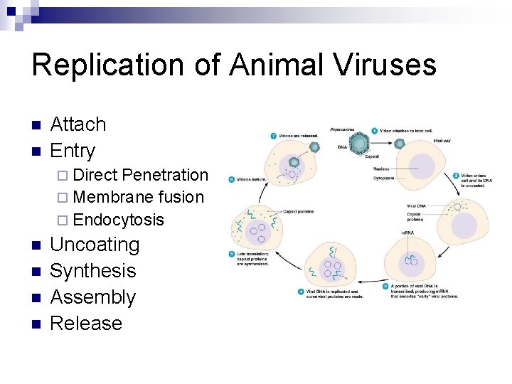 Replication of Animal Viruses n n Attach Entry ¨ Direct Penetration ¨ Membrane fusion