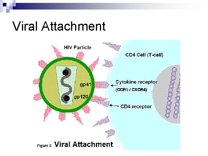 Viral Attachment 