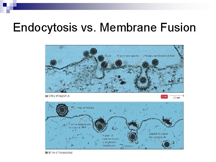 Endocytosis vs. Membrane Fusion 