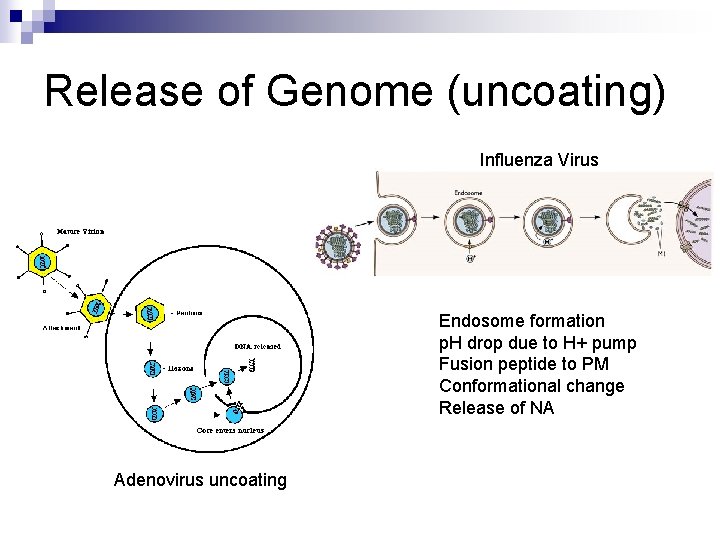 Release of Genome (uncoating) Influenza Virus Endosome formation p. H drop due to H+