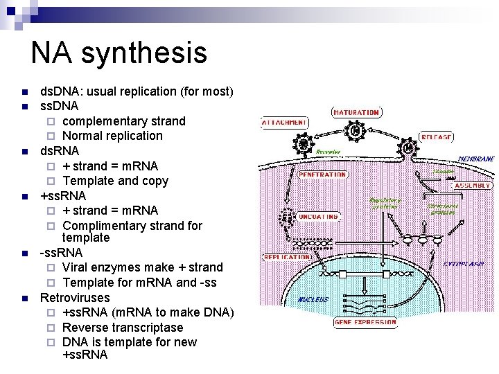 NA synthesis n n n ds. DNA: usual replication (for most) ss. DNA ¨