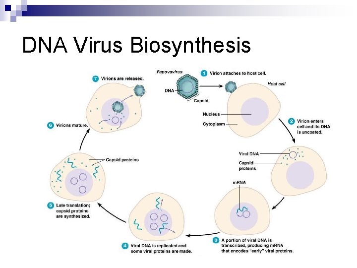 DNA Virus Biosynthesis 