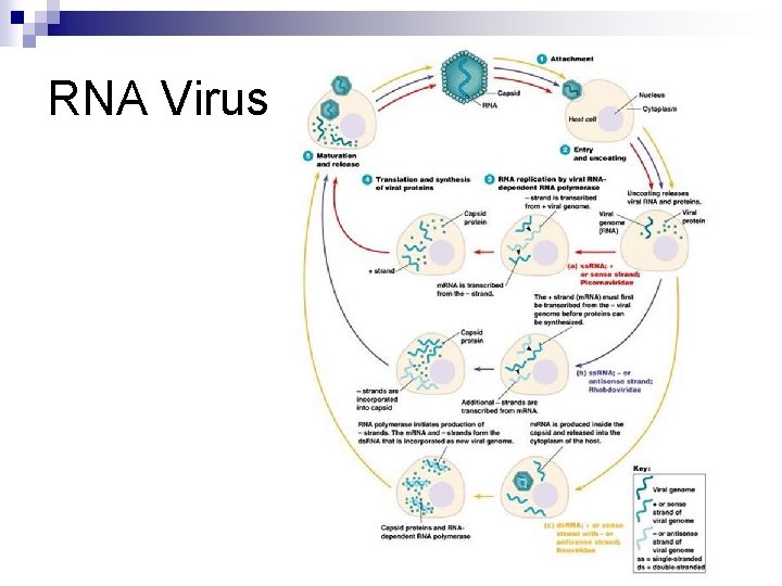 RNA Virus 