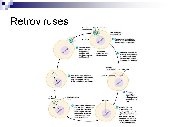 Retroviruses 