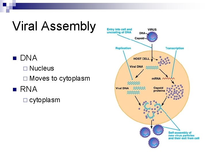 Viral Assembly n DNA ¨ Nucleus ¨ Moves n to cytoplasm RNA ¨ cytoplasm