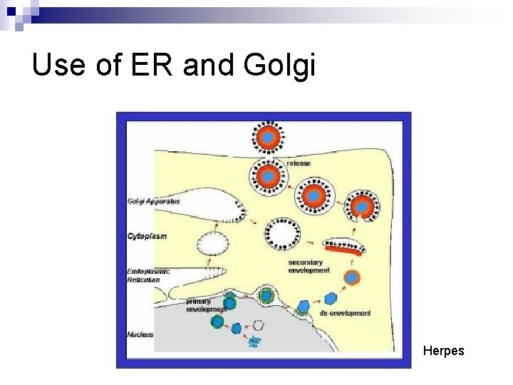 Use of ER and Golgi Herpes 