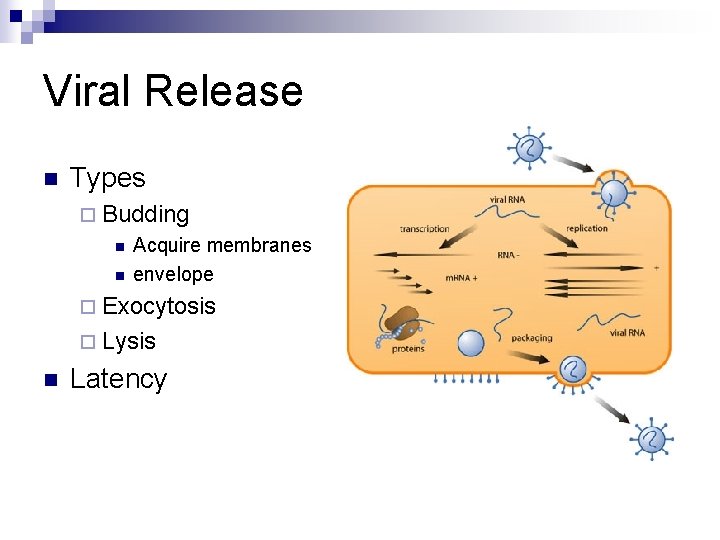 Viral Release n Types ¨ Budding n n Acquire membranes envelope ¨ Exocytosis ¨