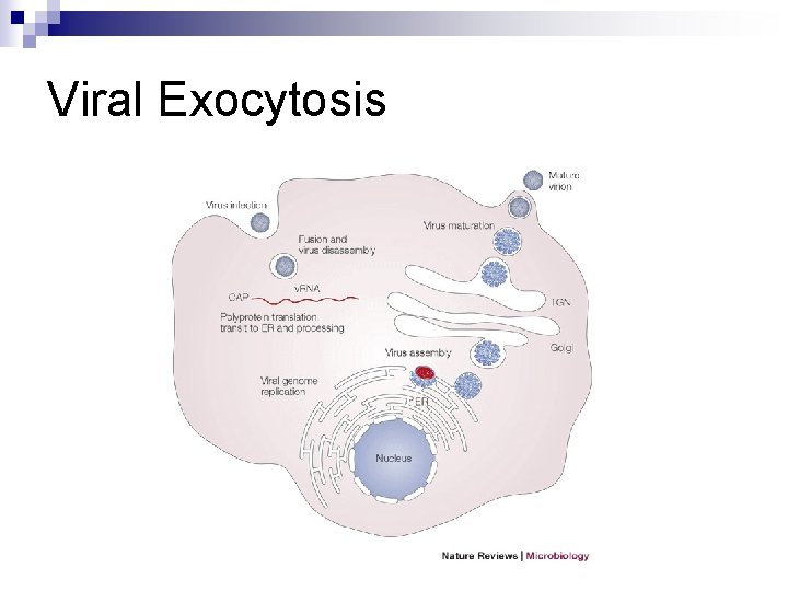 Viral Exocytosis 