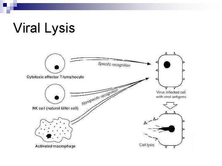 Viral Lysis 