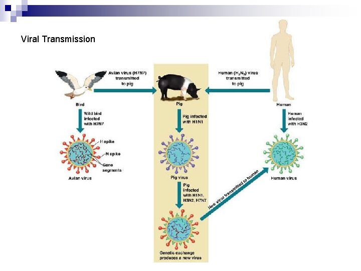 Viral Transmission 