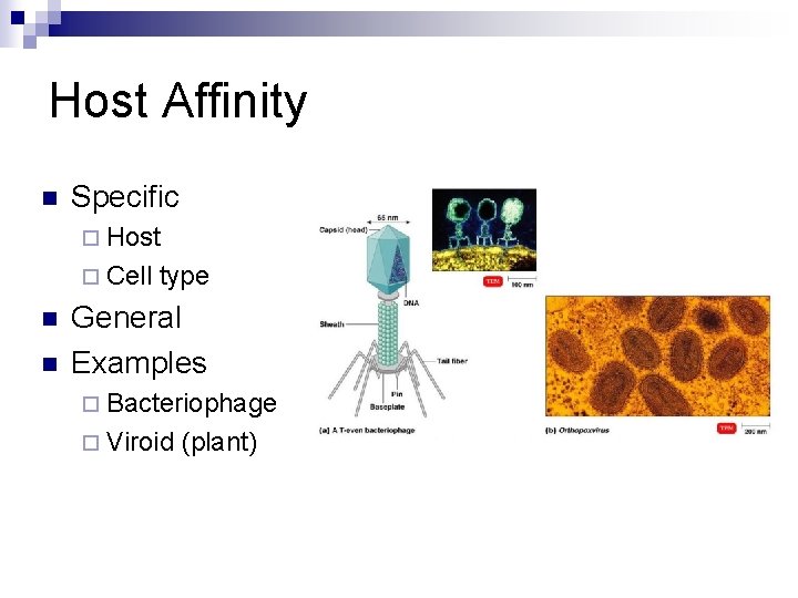 Host Affinity n Specific ¨ Host ¨ Cell n n type General Examples ¨