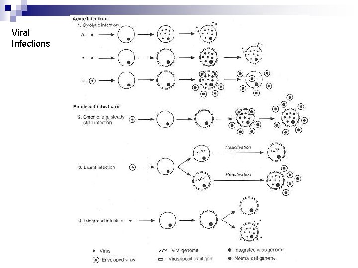 Viral Infections 