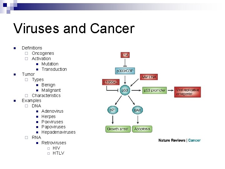 Viruses and Cancer n n n Definitions ¨ Oncogenes ¨ Activation n Mutation n