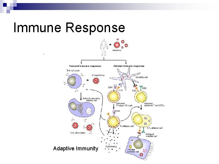 Immune Response Adaptive Immunity 
