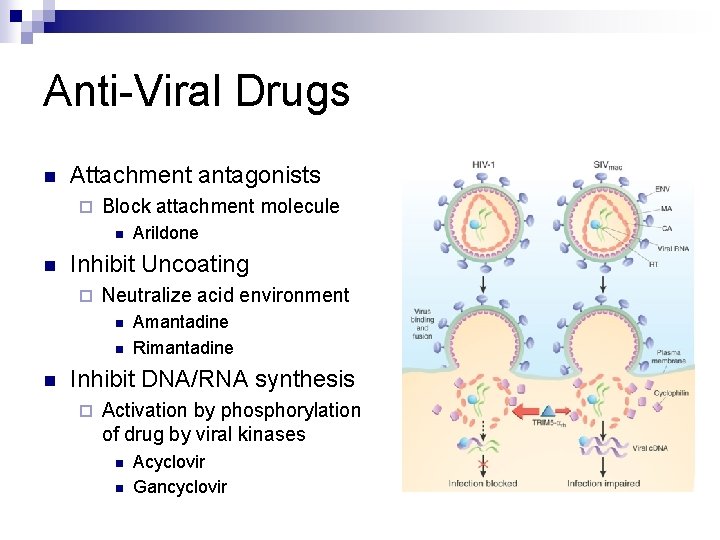 Anti-Viral Drugs n Attachment antagonists ¨ Block attachment molecule n n Inhibit Uncoating ¨