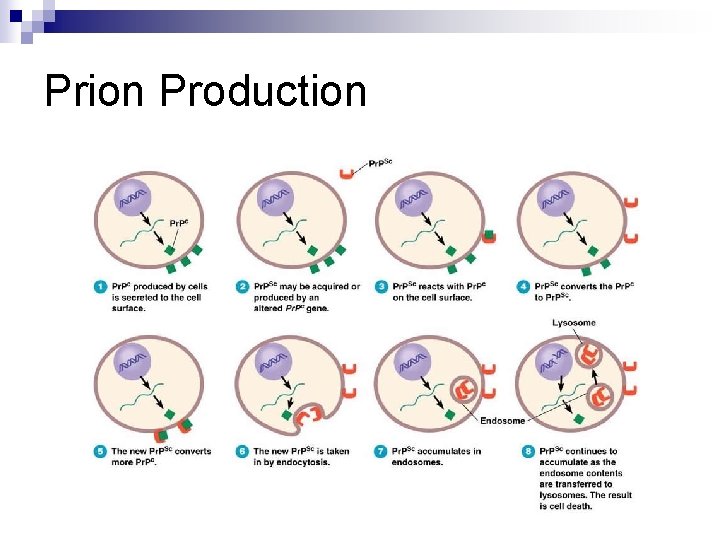 Prion Production 