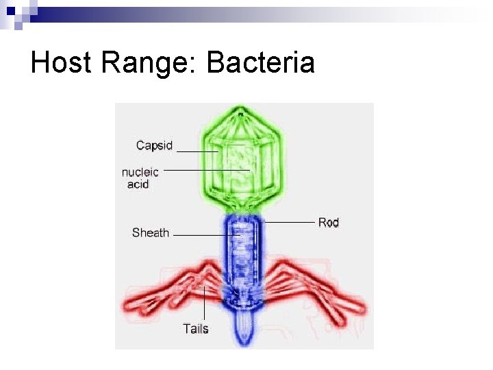 Host Range: Bacteria 