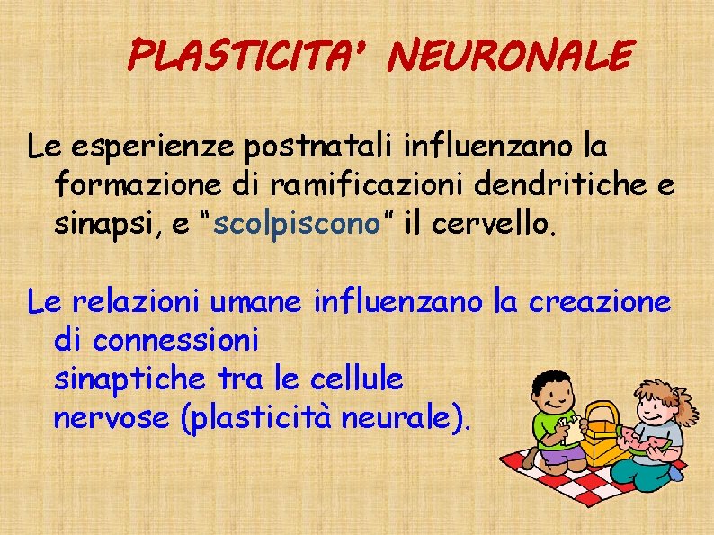 PLASTICITA’ NEURONALE Le esperienze postnatali influenzano la formazione di ramificazioni dendritiche e sinapsi, e