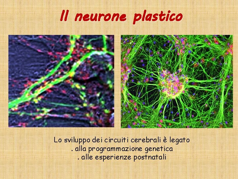 Il neurone plastico Lo sviluppo dei circuiti cerebrali è legato. alla programmazione genetica. alle