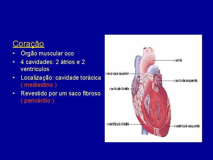 Coração • Órgão muscular oco • 4 cavidades: 2 átrios e 2 ventrículos •