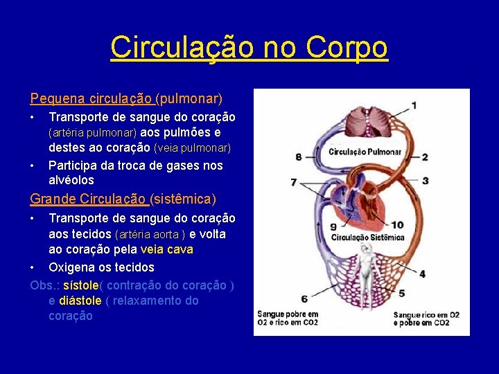 Circulação no Corpo Pequena circulação (pulmonar) • • Transporte de sangue do coração (artéria