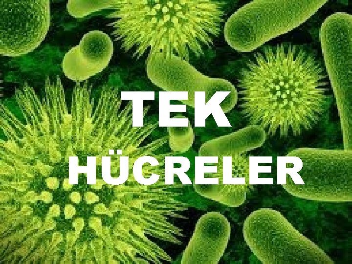 TEK HÜCRELER 