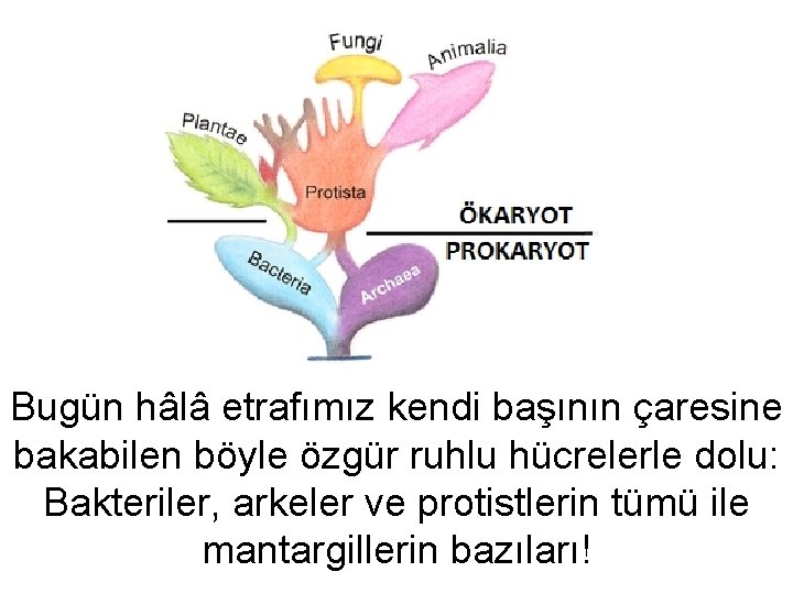 Bugün hâlâ etrafımız kendi başının çaresine bakabilen böyle özgür ruhlu hücrelerle dolu: Bakteriler, arkeler