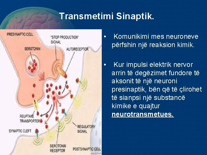 Transmetimi Sinaptik. • Komunikimi mes neuroneve përfshin një reaksion kimik. • Kur impulsi elektrik Transmetimi Sinaptik. • Komunikimi mes neuroneve përfshin një reaksion kimik. • Kur impulsi elektrik
