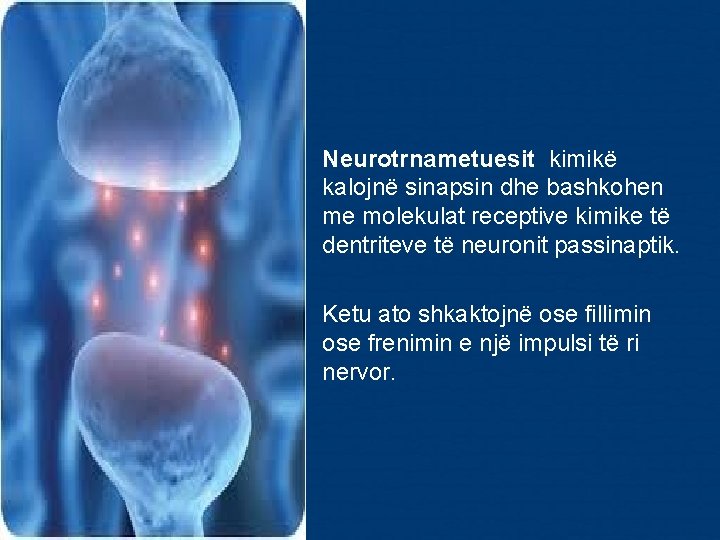 • Neurotrnametuesit kimikë kalojnë sinapsin dhe bashkohen me molekulat receptive kimike të dentriteve • Neurotrnametuesit kimikë kalojnë sinapsin dhe bashkohen me molekulat receptive kimike të dentriteve