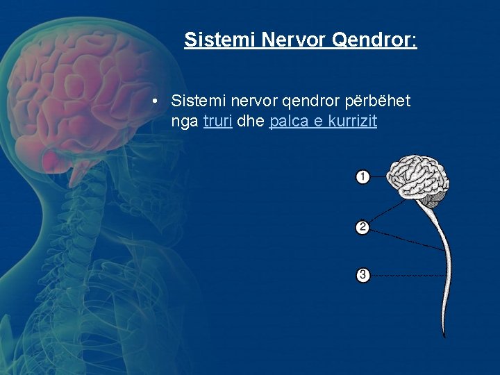 Sistemi Nervor Qendror: • Sistemi nervor qendror përbëhet nga truri dhe palca e Sistemi Nervor Qendror: • Sistemi nervor qendror përbëhet nga truri dhe palca e