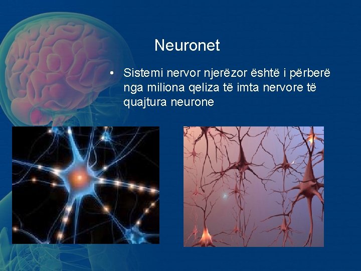 Neuronet • Sistemi nervor njerëzor është i përberë nga miliona qeliza të imta nervore Neuronet • Sistemi nervor njerëzor është i përberë nga miliona qeliza të imta nervore