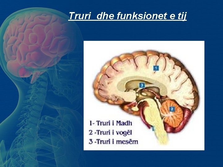 Truri dhe funksionet e tij Truri dhe funksionet e tij