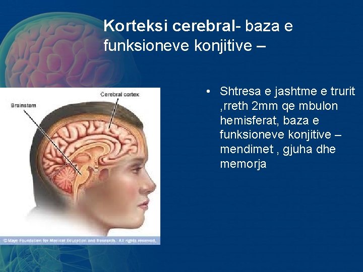 Korteksi cerebral- baza e funksioneve konjitive – • Shtresa e jashtme e trurit , Korteksi cerebral- baza e funksioneve konjitive – • Shtresa e jashtme e trurit ,